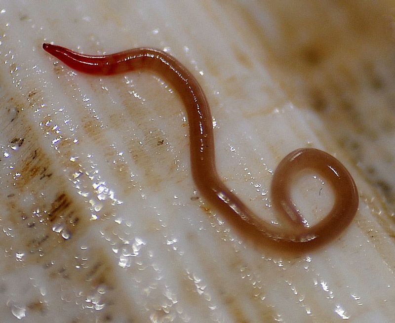 آنیساکیازیس: بیماری انگلی ناشی از خوردن ماهی خام